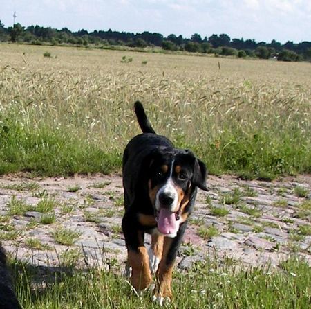 Grosser Schweizer Sennenhund Hunde Foto 38634 Grosser Schweizer Sennenhund 20 wochen