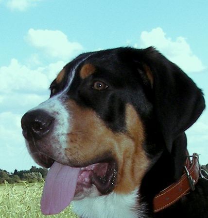 Grosser Schweizer Sennenhund Hunde Foto 38635 Grosser Schweizer Sennenhund 21 wochen