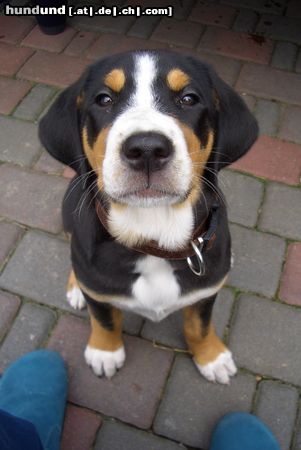 Grosser Schweizer Sennenhund Cleo - 9 Wochen