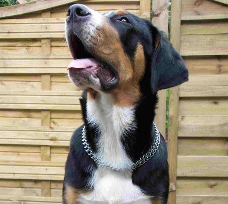 Grosser Schweizer Sennenhund Hunde Foto 38997 Grosser Schweizer Sennenhund 22 wochen