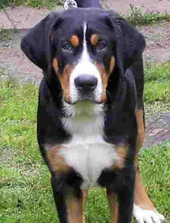 Grosser Schweizer Sennenhund Hunde Foto 38998 Grosser Schweizer Sennenhund 23 wochen