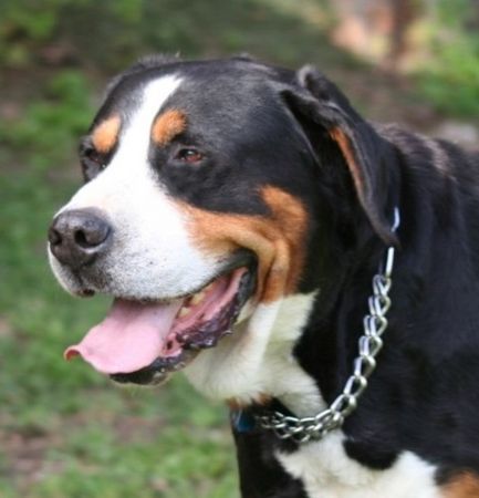 Grosser Schweizer Sennenhund Hunde Foto 36068 in höherer Auflösung ansehen Grosser Schweizer Sennenhund Hanibald1