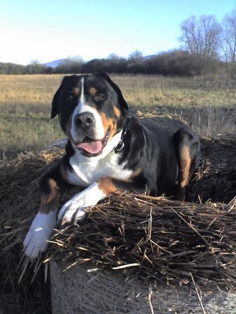 Grosser Schweizer Sennenhund Hunde Foto 35995 in höherer Auflösung ansehen Grosser Schweizer Sennenhund