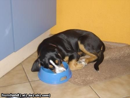 Grosser Schweizer Sennenhund Hunde Foto 25469 Grosser Schweizer Sennenhund gib't s nicht bald was zu futtern??