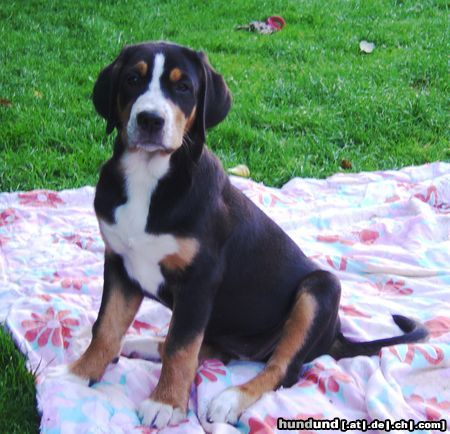 Grosser Schweizer Sennenhund Hunde Foto 26002 in höherer Auflösung ansehen Grosser Schweizer Sennenhund Cleo mit 12 Wochen