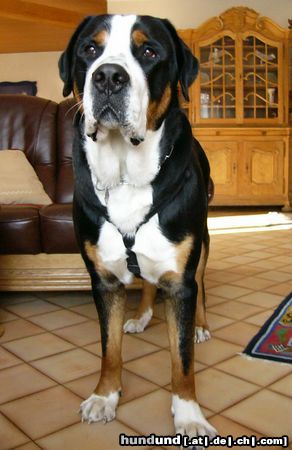 Grosser Schweizer Sennenhund Hunde Foto 10446 Grosser Schweizer Sennenhund Leo (1 Jahr)