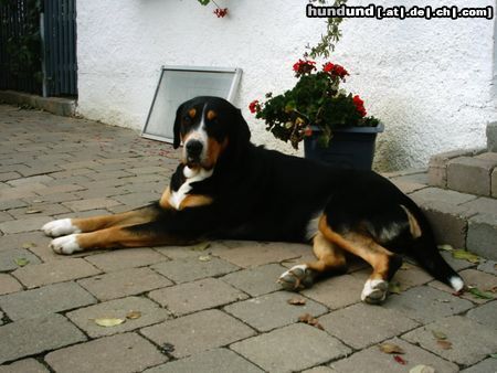 Grosser Schweizer Sennenhund Hunde Foto 15453 Grosser Schweizer Sennenhund Hallo, ich heiße Alpha...