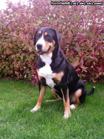 Grosser Schweizer Sennenhund Hunde Foto 15484 Grosser Schweizer Sennenhund Alpha