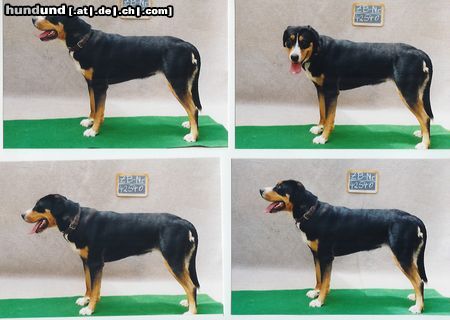 Grosser Schweizer Sennenhund Hunde Foto 14779 Grosser Schweizer Sennenhund Alpha von Nitopiha bei der Körung