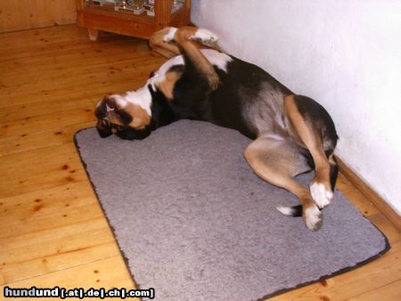 Grosser Schweizer Sennenhund Hunde Foto 14778 Grosser Schweizer Sennenhund Alpha von Nitopiha ist müde