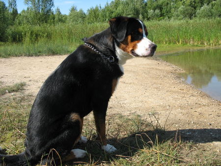 Grosser Schweizer Sennenhund Hunde Foto 39233 Grosser Schweizer Sennenhund kommt da wer?