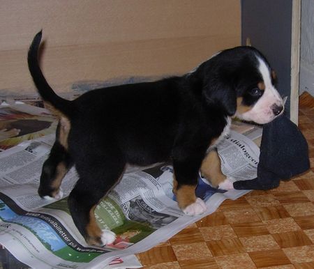 Grosser Schweizer Sennenhund Hunde Foto 32431 in höherer Auflösung ansehen Grosser Schweizer Sennenhund Hundebølls Elly - Zoya