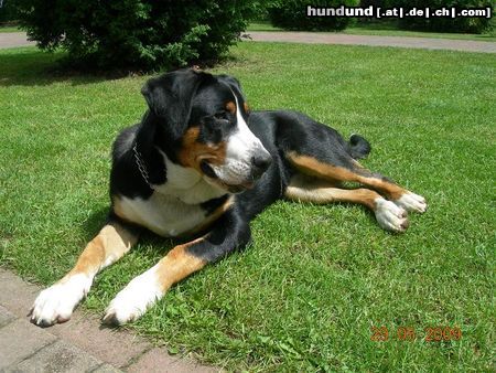 Grosser Schweizer Sennenhund Hunde Foto 44410 in höherer Auflösung ansehen Grosser Schweizer Sennenhund Anni vom Küsterhof 8 Monate alt