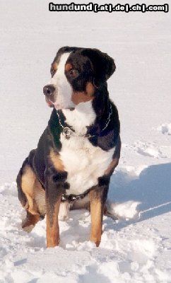 Grosser Schweizer Sennenhund Hunde Foto 3578 Grosser Schweizer Sennenhund My lovely Grosser Anton (Samson)