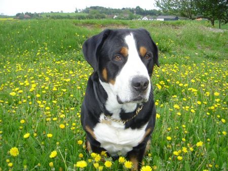 Grosser Schweizer Sennenhund Hunde Foto 31674 Grosser Schweizer Sennenhund Anton (Samson) in dandelions -1