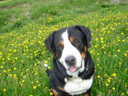 Grosser Schweizer Sennenhund Hunde Foto 31676 Grosser Schweizer Sennenhund Anton (Samson) in dandelions -2