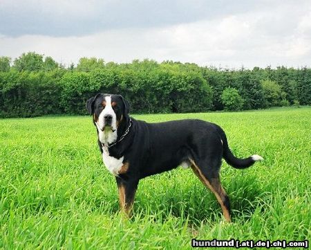 Grosser Schweizer Sennenhund Hunde Foto 11838 Grosser Schweizer Sennenhund Anton (Samson) 3½ jahre alt