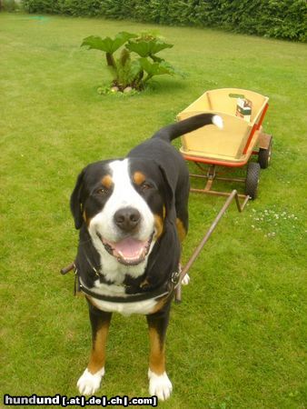 Grosser Schweizer Sennenhund Hunde Foto 22972 Grosser Schweizer Sennenhund Anton (Samson) With wagon