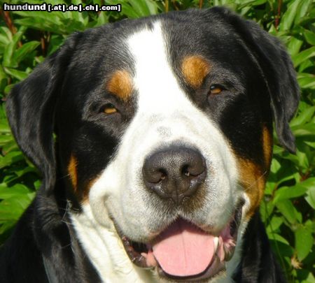 Grosser Schweizer Sennenhund Hunde Foto 22971 Grosser Schweizer Sennenhund Anton (Samson) my beatifull boy ;0)
