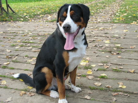 Grosser Schweizer Sennenhund Hunde Foto 40363 Grosser Schweizer Sennenhund Maddox, 15 Monate