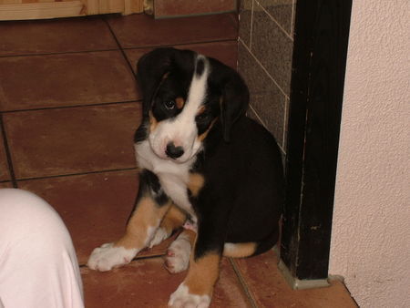 Grosser Schweizer Sennenhund Hunde Foto 39336 Grosser Schweizer Sennenhund Apollo mit 8 wochen