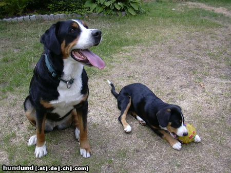 Grosser Schweizer Sennenhund Hunde Foto 11269 Grosser Schweizer Sennenhund Wilma mit Klein-Drago(Entleb.)