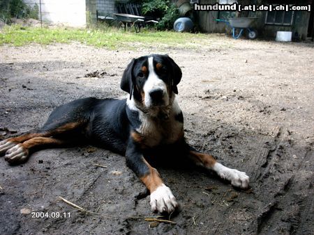 Grosser Schweizer Sennenhund Hunde Foto 16253 Grosser Schweizer Sennenhund Duke