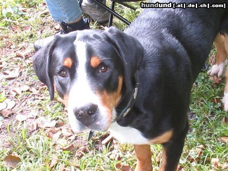 Grosser Schweizer Sennenhund Hunde Foto 15002 in höherer Auflösung ansehen Grosser Schweizer Sennenhund schau mir in die Augen Kleines.....
