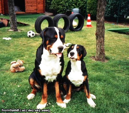 Grosser Schweizer Sennenhund Costa vom Koblenzer Schloss und von Pedersen`s Bantje