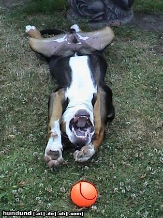 Grosser Schweizer Sennenhund Hunde Foto 8256 Grosser Schweizer Sennenhund Ich lach mich tot !