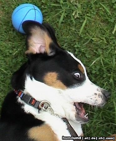 Grosser Schweizer Sennenhund Hunde Foto 8257 Grosser Schweizer Sennenhund Leo (GSS)