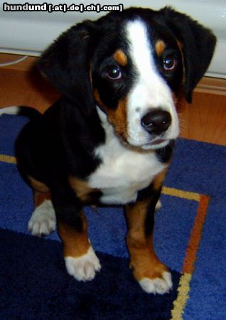Grosser Schweizer Sennenhund Hunde Foto 9665 Grosser Schweizer Sennenhund Basko nach 13 Wochen