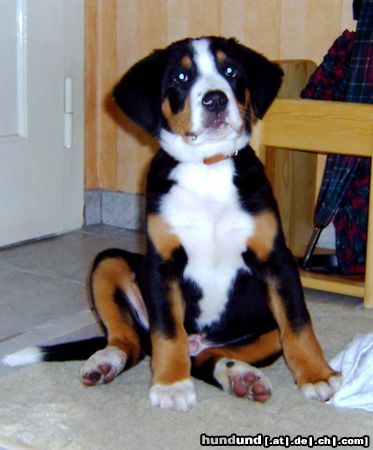 Grosser Schweizer Sennenhund Hunde Foto 9666 Grosser Schweizer Sennenhund Basko nach 13 Wochen