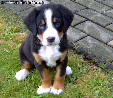 Grosser Schweizer Sennenhund Basko 8 Wochen alt