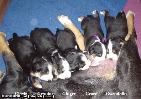 Grosser Schweizer Sennenhund Hunde Foto 26201 Grosser Schweizer Sennenhund G-Wurf von der Dorfquelle