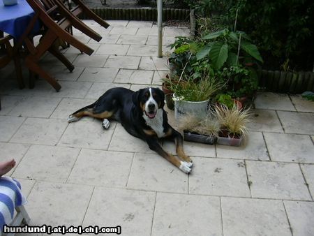 Grosser Schweizer Sennenhund Hunde Foto 11036 Grosser Schweizer Sennenhund Wilma