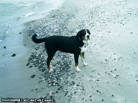 Grosser Schweizer Sennenhund Hunde Foto 13101 Grosser Schweizer Sennenhund Bruno 7 Monate alt