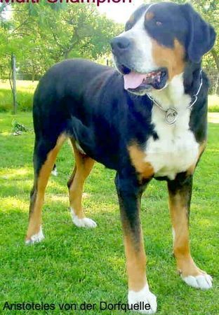 Grosser Schweizer Sennenhund Hunde Foto 27358 Grosser Schweizer Sennenhund Aristoteles v.d.Dorfquelle