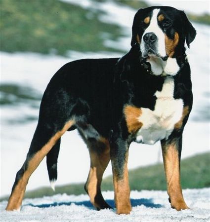 Grosser Schweizer Sennenhund Hunde Foto 27357 Grosser Schweizer Sennenhund Hanibald