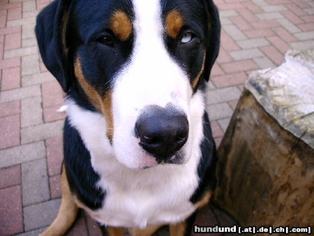Grosser Schweizer Sennenhund