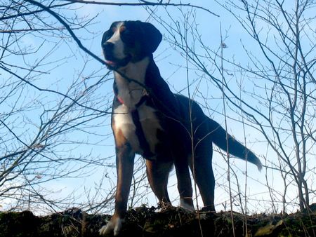Grosser Schweizer Sennenhund Hunde Foto 37232 Grosser Schweizer Sennenhund Von hier oben hatte ich eine mords Ausschau heute!!!