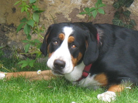 Grosser Schweizer Sennenhund Hunde Foto 39736 Grosser Schweizer Sennenhund