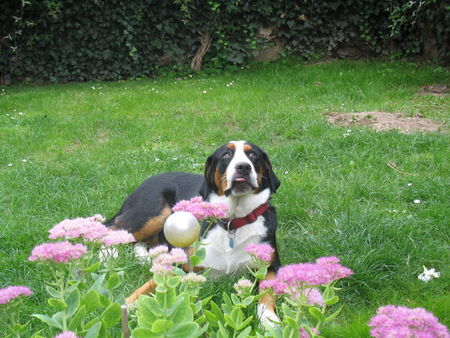 Grosser Schweizer Sennenhund Hunde Foto 39737 Grosser Schweizer Sennenhund
