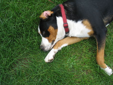 Grosser Schweizer Sennenhund Hunde Foto 39738 Grosser Schweizer Sennenhund Hallihallo! Maja grüßt auch alle ihre Geschwister (Wurf vom 08.08.2006)!!!