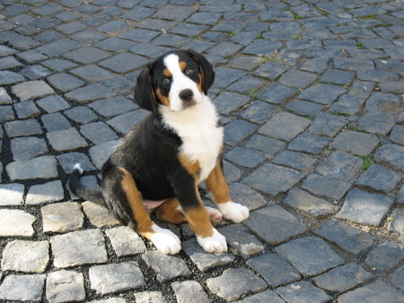 Grosser Schweizer Sennenhund Hunde Foto 35170 Grosser Schweizer Sennenhund Das ist mein Hof!!! Maja, 8 Wochen alt.