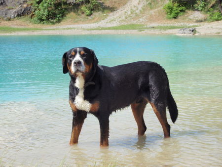 Grosser Schweizer Sennenhund Hunde Foto 42119 in höherer Auflösung ansehen Grosser Schweizer Sennenhund sonnige Badegrüße sendet Bob v. Sonnenborn...