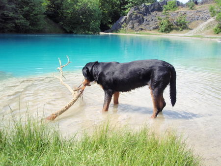 Grosser Schweizer Sennenhund Hunde Foto 42118 in höherer Auflösung ansehen Grosser Schweizer Sennenhund Bob v. Sonnenborn...was haben wir denn da?