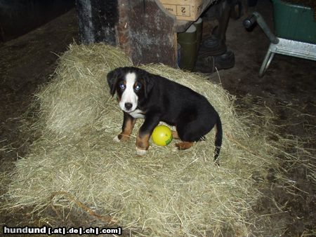 Grosser Schweizer Sennenhund Hunde Foto 9185 Grosser Schweizer Sennenhund Bodo im Heu