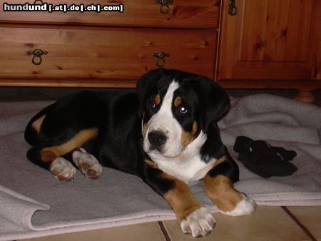 Grosser Schweizer Sennenhund Hunde Foto 11848 Grosser Schweizer Sennenhund Gestatten, Bommel