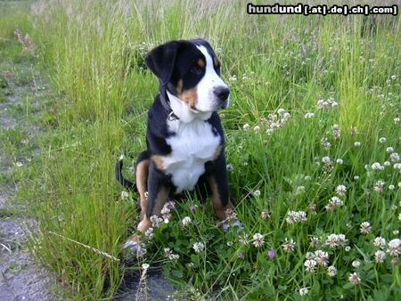 Grosser Schweizer Sennenhund Hunde Foto 12102 Grosser Schweizer Sennenhund Bommel (13 Wo.)